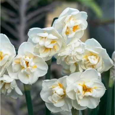 Narcissus bulbs 'Bridal Crown', 100 pcs. 2