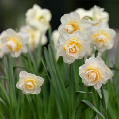 Narcisu sīpoli 'Bridal Crown', 100 gab. 3