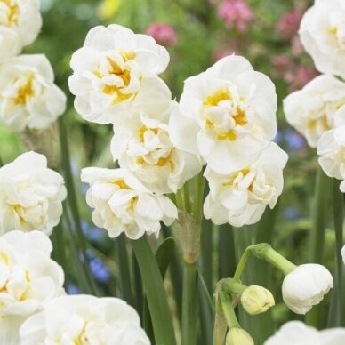 Narcissus bulbs 'Bridal Crown', 100 pcs. 1