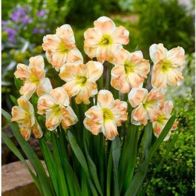 Narcissus bulbs 'Cum Laude'', 15 pcs. 1