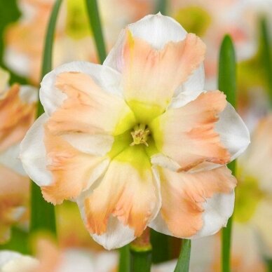 Narcissus bulbs 'Cum Laude'', 15 pcs.