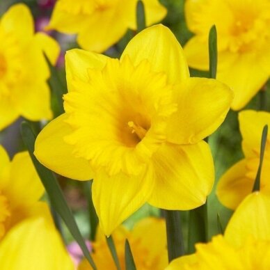 Narcissus bulbs 'Dutch Master', 15 pcs.