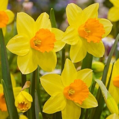 Narcissus bulbs 'Fortune', 15 pcs. 1