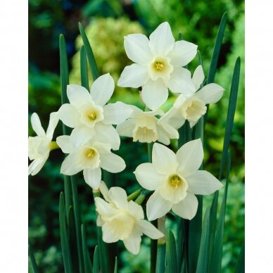 Narcissus bulbs 'Pueblo', 25 pcs. 2