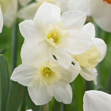 Narcissus bulbs 'Pueblo', 100 pcs.