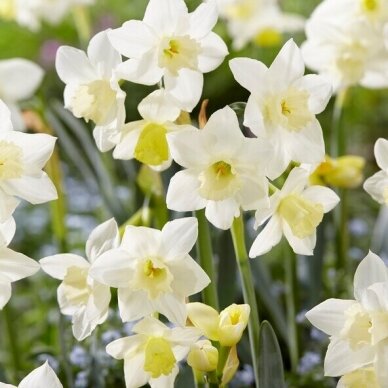 Narcissus bulbs 'Pueblo', 25 pcs. 1