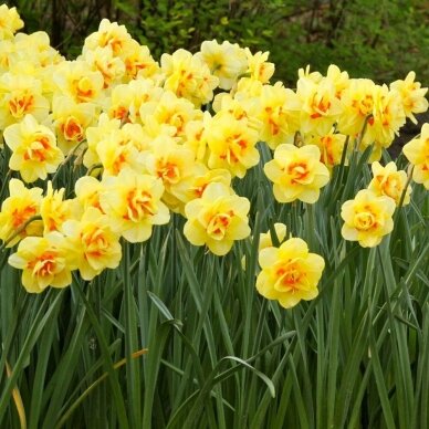 Narcissus bulbs 'Tahiti'  15 pcs. 1