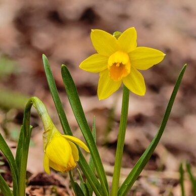 Narcissus bulbs 'Tête à Tête', 25 pcs. 1