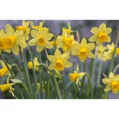 Narcissus bulbs 'Tête à Tête', 25 pcs. 2