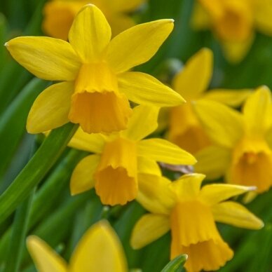 Narcissus bulbs 'Tête à Tête', 10 pcs.