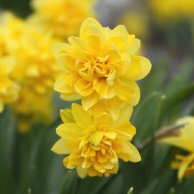 Narcissus bulbs  'Tête Boucle' 10 pcs. 1