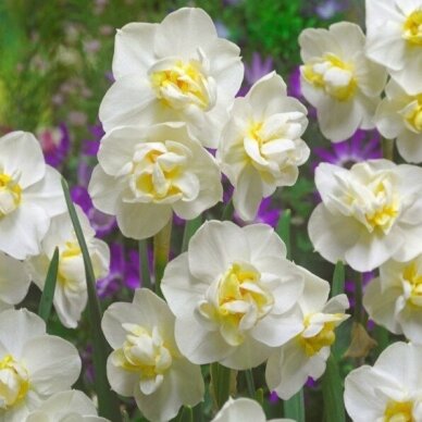 Narcissus bulbs 'White Cheerfulness', 15 pcs. 1