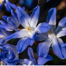 Chionodoxa 'Glory of the snow', 15 vnt.