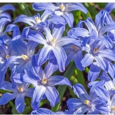 Chionodoxa 'Glory of the snow', 15 vnt.