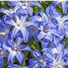 Chionodoxa 'Glory of the snow', 100 vnt.