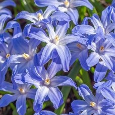 Chionodoxa 'Glory of the snow', 50 vnt.