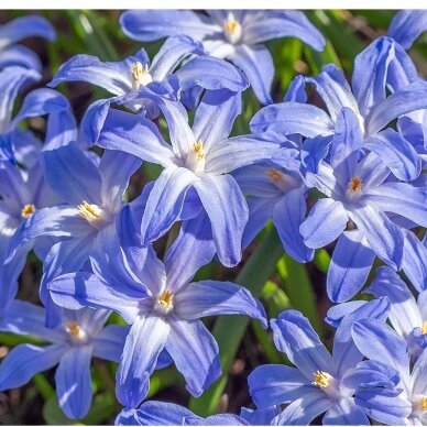 Chionodoxa 'Glory of the snow', 15 vnt. 1