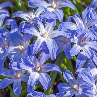 Chionodoxa 'Glory of the snow', 300 vnt. 1