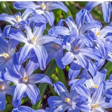 Chionodoxa 'Glory of the snow', 100 vnt. 1