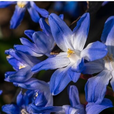 Chionodoxa 'Glory of the snow', 300 vnt.