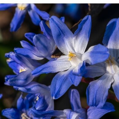 Chionodoxa 'Glory of the snow', 100 vnt.