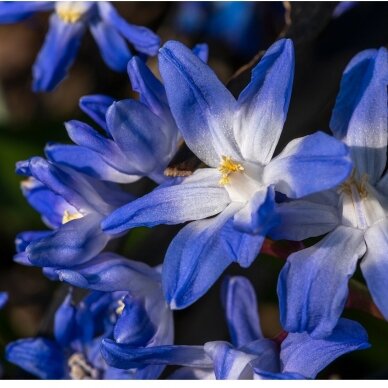 Chionodoxa 'Glory of the snow', 50 vnt.