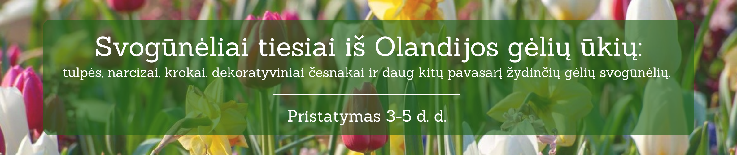 svogūnėliai iš olandijos