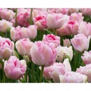 Tulip bulbs 'Angelique', 15 pcs.