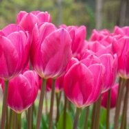 Tulpių svogūnėliai  'Pink Ardour', 5 vnt.