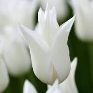 Tulip bulbs 'White Triumphator', 15 pcs.