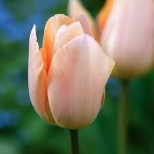 Tulip bulbs 'Apricot Beauty', 25 pcs.