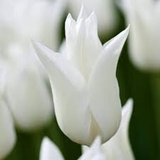 Tulip bulbs 'White Triumphator', 100 pcs.