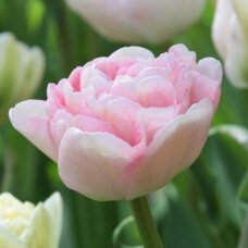 Tulip bulbs 'Angelique', 15 pcs.