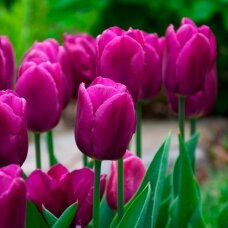 Tulip bulbs 'Purple Prince', 50 pcs.