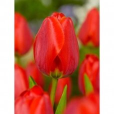 Tulip bulbs 'Apeldoorn', 15 pcs.