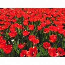 Tulip bulbs 'Apeldoorn', 50 pcs.