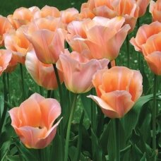 Tulip bulbs 'Apricot Beauty', 25 pcs.