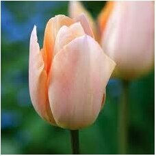 Tulip bulbs 'Apricot Beauty', 25 pcs.