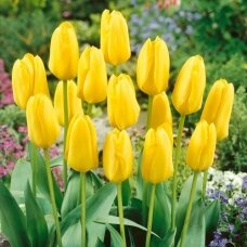 Tulip bulbs 'Candela', 100 pcs.