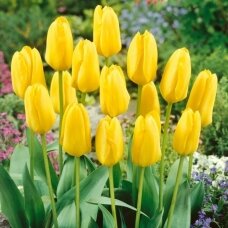 Tulip bulbs 'Candela', 50 pcs.