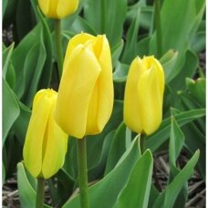 Tulip bulbs 'Candela', 100 pcs.