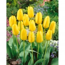 Tulip bulbs 'Candela', 15 pcs.