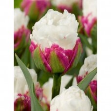 Tulip bulbs 'Ice Cream', 15 pcs.