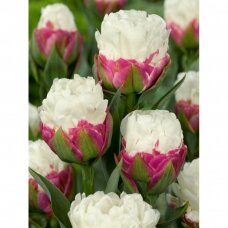 Tulip bulbs 'Ice Cream', 15 pcs.