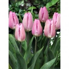 Tulip bulbs 'Light Pink Prince', 50 pcs.