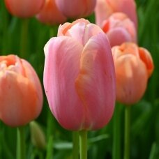 Tulip bulbs 'Menton', 50 pcs.