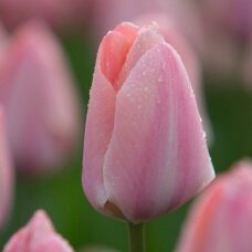 Tulip bulbs 'Mystic van Eijk', 15 pcs.