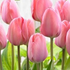 Tulip bulbs 'Mystic van Eijk', 50 pcs.