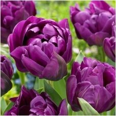 Tulip bulbs 'Negrita Duoble', 15 pcs.