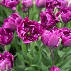 Tulip bulbs 'Negrita Duoble', 15 pcs.